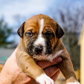 Puppy Love by Tonya Sheetz - Animals - Dogs Puppies