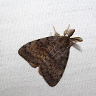 Gypsy Moth (male)