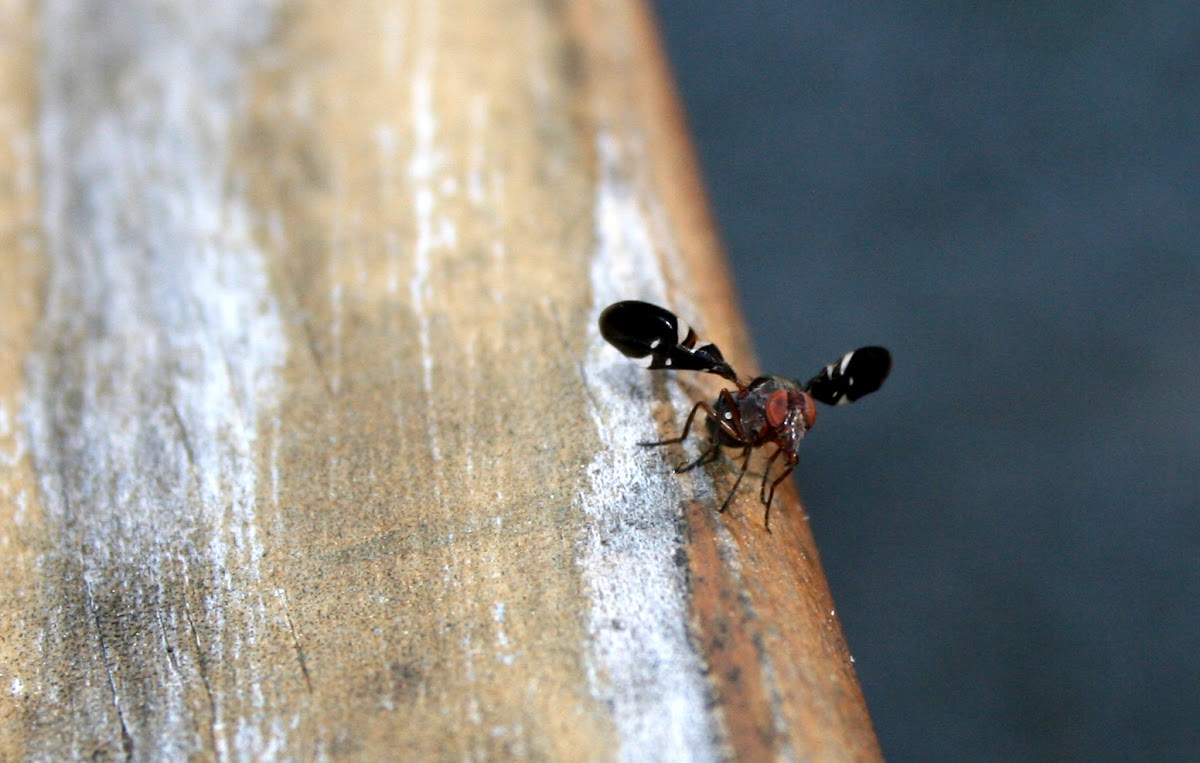 Picture-Winged Fly