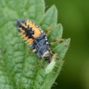 Ladybug Larva