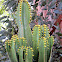 Candelabra Euphorbia