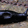 Black slug, Babosa común