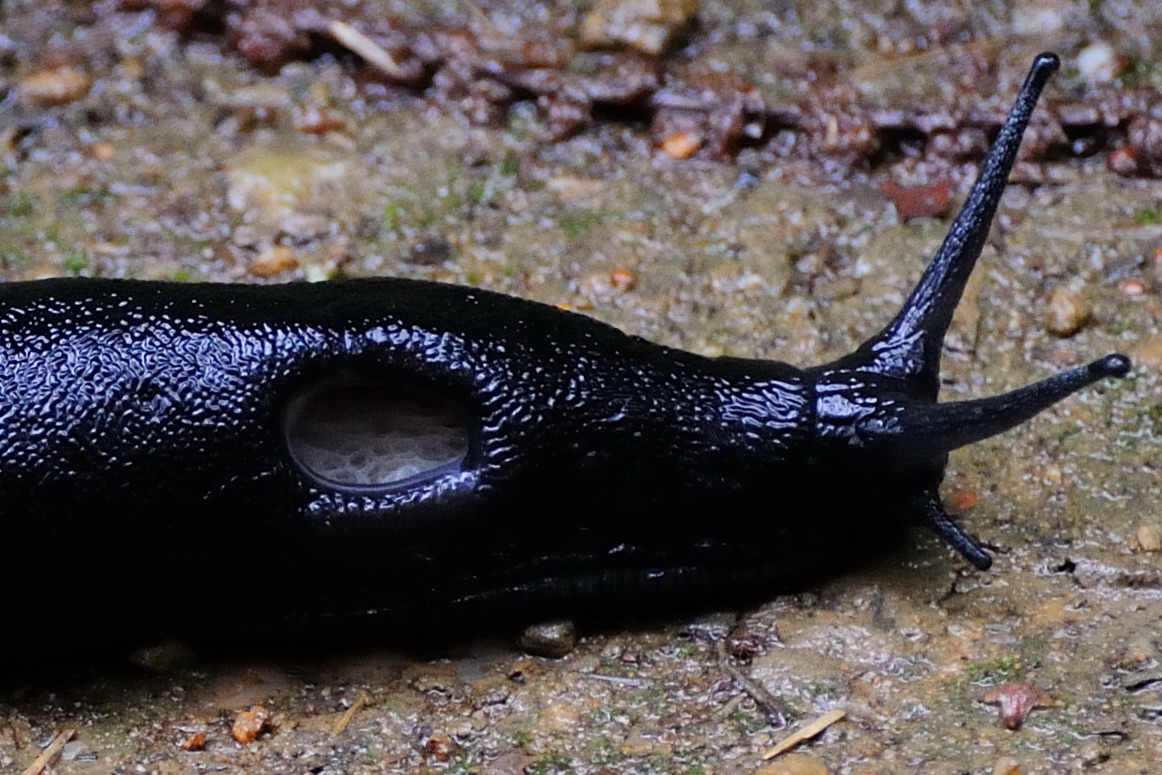Black slug, Babosa común