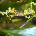 moss mimick walking stick