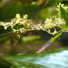 moss mimick walking stick