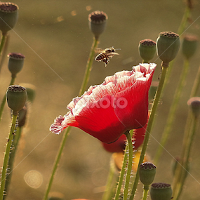 by Nani Garu - Flowers Flowers in the Wild