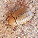 Besouro. Escarabajo. Beetle