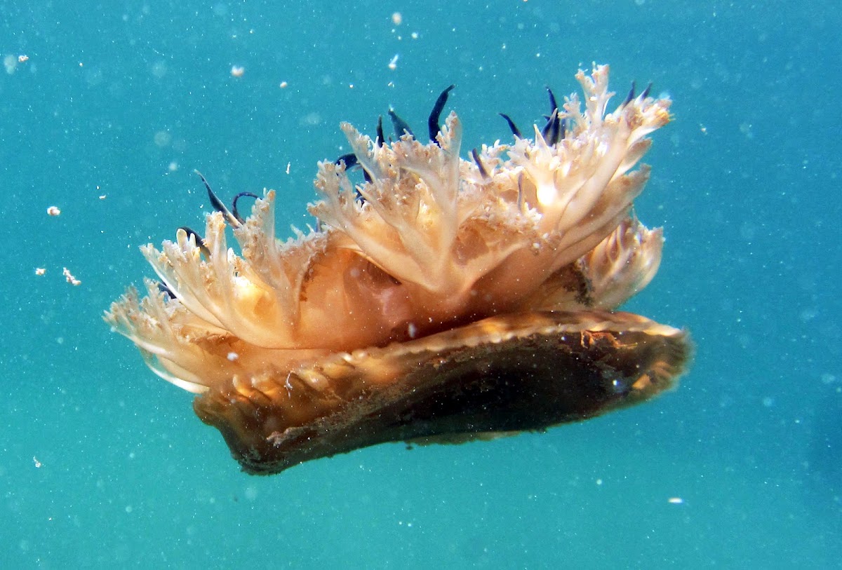 Upsidedown Jellyfish Project Noah