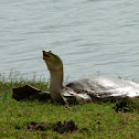 Ganges soft - shelled turtle