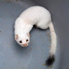 white tailed weasel