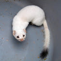 white tailed weasel