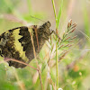 Great Banded Grayling