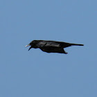 Carrion Crow (Aaskrähe)