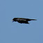 Carrion Crow (Aaskrähe)