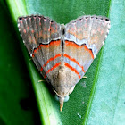 Noctuid Moth or Erebid Moth