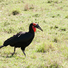 Giant ground hornbill