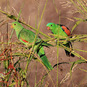 Red-winged Parrots