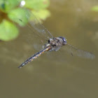 Common Baskettail Dragonfly