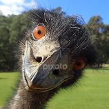 Emu by Esther Van De Belt -  