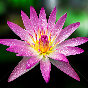 by Asher Jr Salvan - Flowers Single Flower