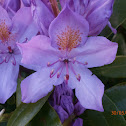 Pontic Rhododendron?