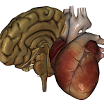 Cover Image of 下载 Organs 3D (Anatomy) 1.3.4 APK