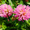 Red clover