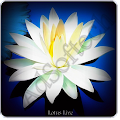 Lotus Live Wallpaper Apk