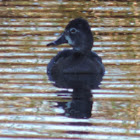 Ring-necked Duck      female