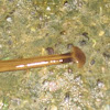 Hammerhead Flatworm