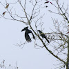 Common Grackle