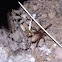 Wood louse killing spider