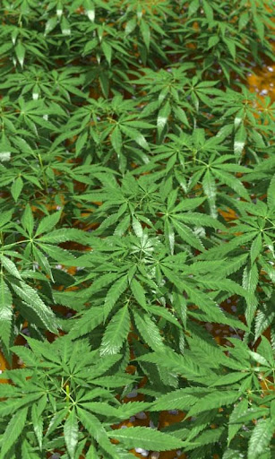無料个人化AppのGanja Free|記事Game