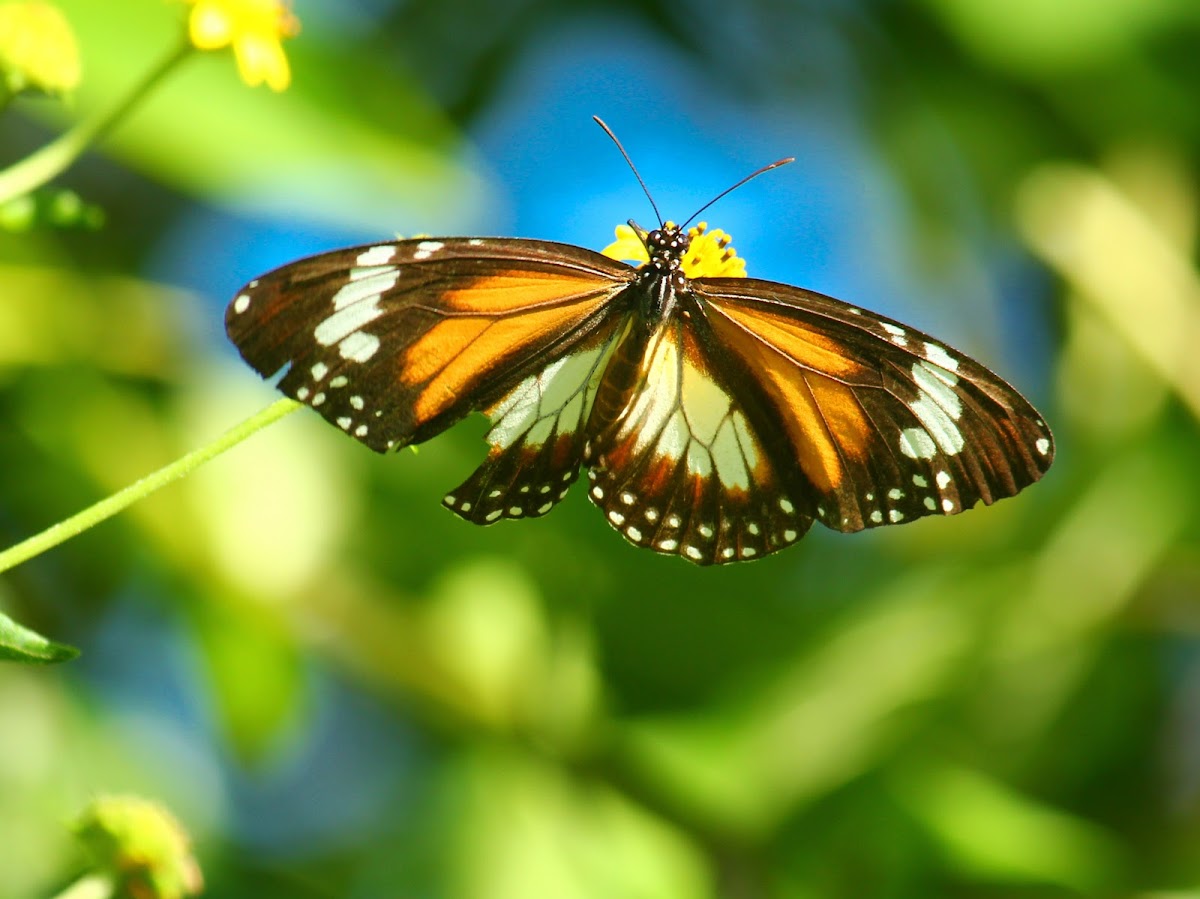 Mangrove Tiger Butterfly