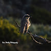 Singing Honeyeater