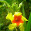 Savannah Flower