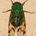 Emerald Cicada