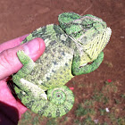 Chameleon  זִיקִית יָם-תִּיכוֹנִית‏, נקראה בעבר גם זיקית מובהקת או זיקית מצויה