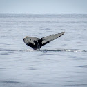 Draco the Humpback Whale