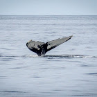 Draco the Humpback Whale