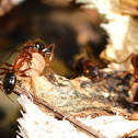 Florida Carpenter Ant