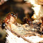 Florida Carpenter Ant
