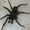 Trap Door Spider (Male)