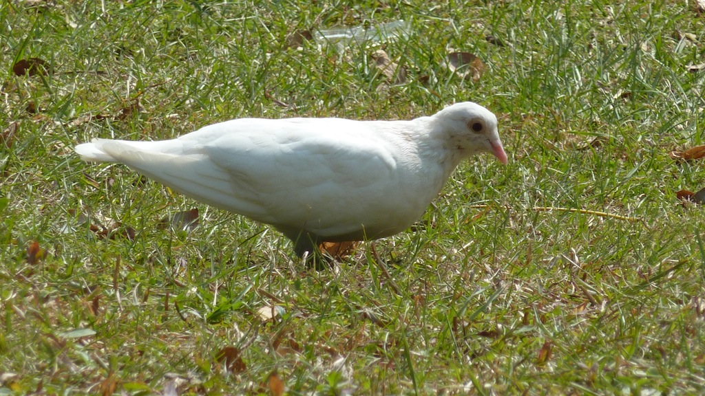 White Rock Dove