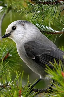 Birds Wallpaper Screenshots 20