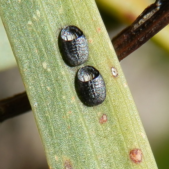 Squash bug egg cases Project Noah