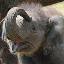 Asian elephant (female calf)
