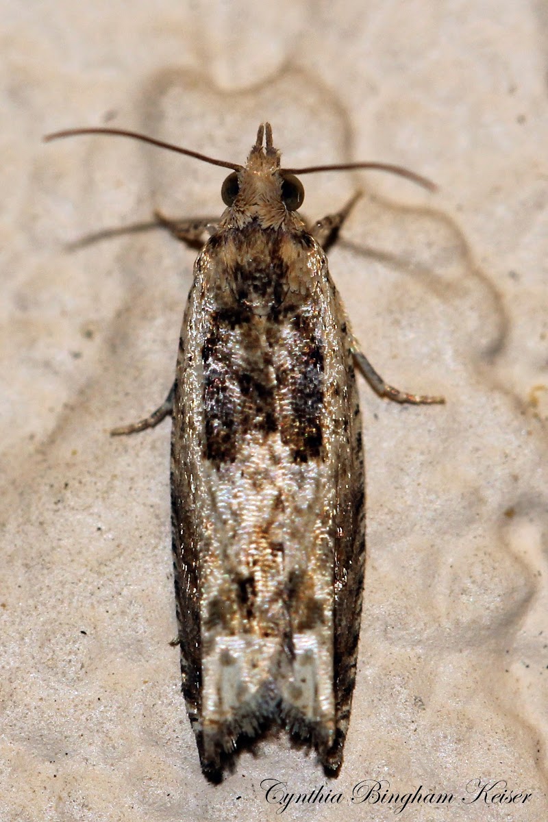 Cotton Tipworm Moth