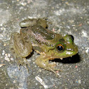 Indian green frog
