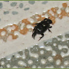Onthophagus Dung Beetle